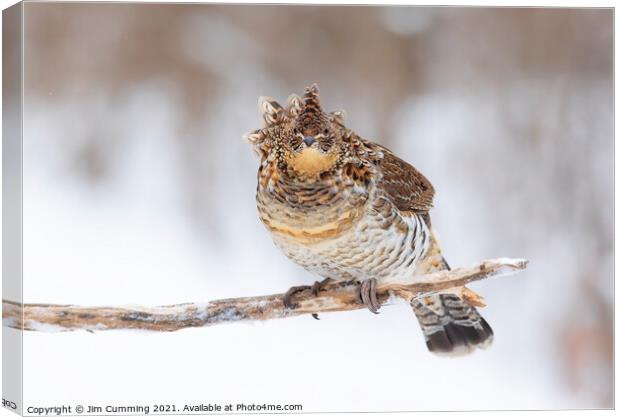 Ruffed Grouse on branch Canvas Print by Jim Cumming