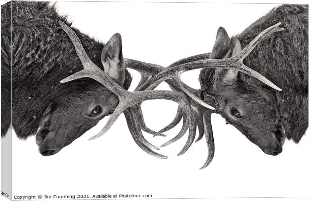 Eye to Eye - Elk Fight Canvas Print by Jim Cumming