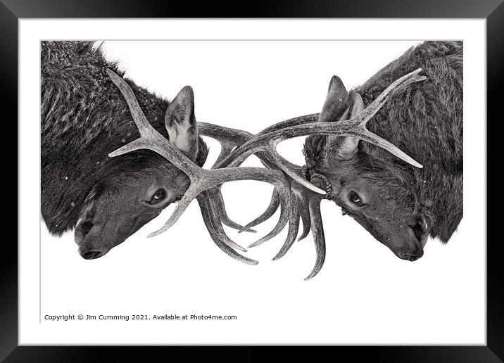 Eye to Eye - Elk Fight Framed Mounted Print by Jim Cumming
