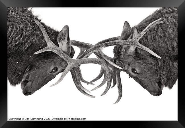 Eye to Eye - Elk Fight Framed Print by Jim Cumming