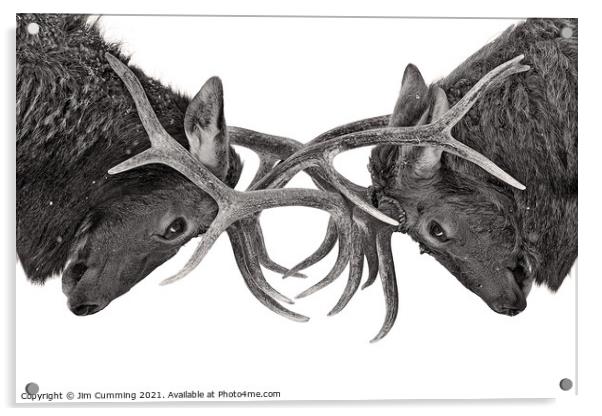 Eye to Eye - Elk Fight Acrylic by Jim Cumming