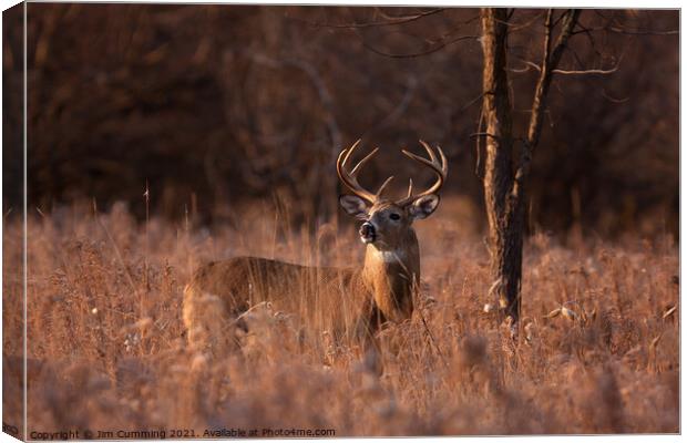 White-tailed buck in the morning light Canvas Print by Jim Cumming