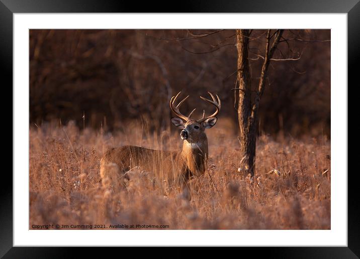 White-tailed buck in the morning light Framed Mounted Print by Jim Cumming