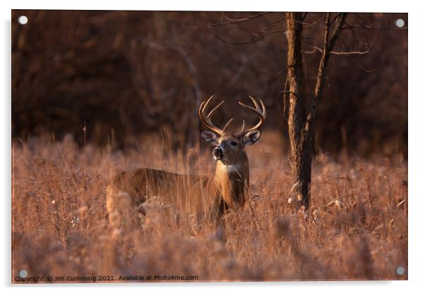 White-tailed buck in the morning light Acrylic by Jim Cumming