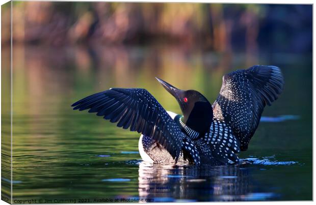 Common loon greets the morning Canvas Print by Jim Cumming