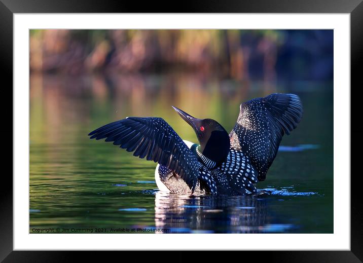 Common loon greets the morning Framed Mounted Print by Jim Cumming