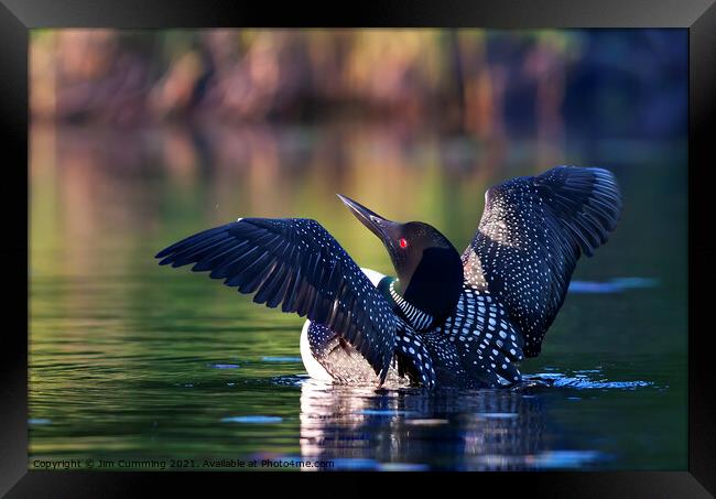 Common loon greets the morning Framed Print by Jim Cumming