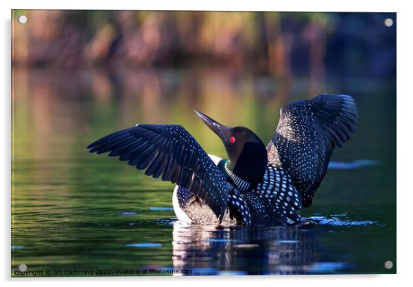 Common loon greets the morning Acrylic by Jim Cumming