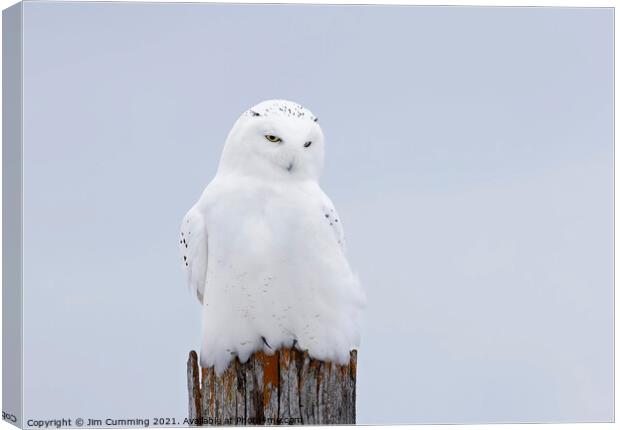 The Ghost - Snowy Owl Canvas Print by Jim Cumming