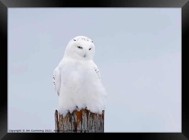 The Ghost - Snowy Owl Framed Print by Jim Cumming