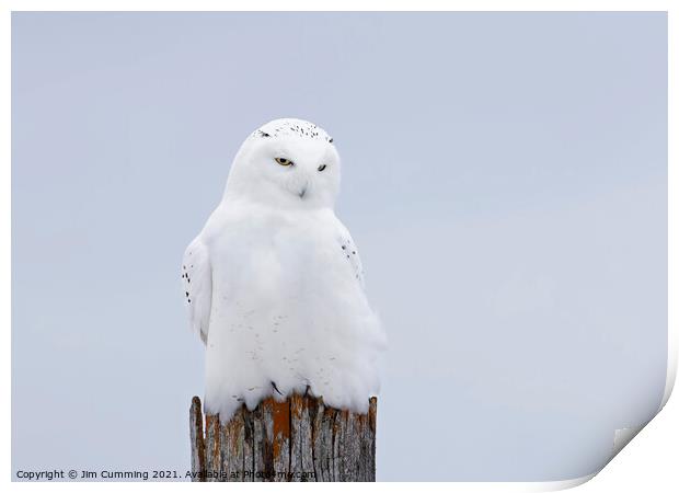 The Ghost - Snowy Owl Print by Jim Cumming
