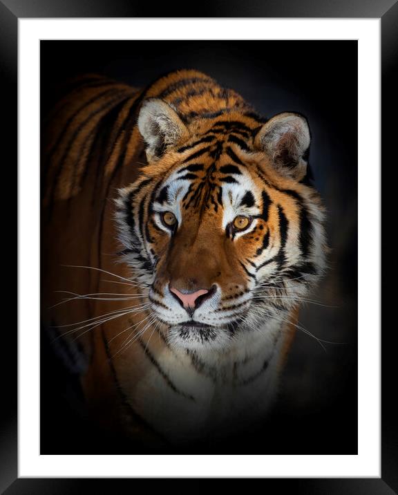 Siberian Tiger portrait Framed Mounted Print by Jim Cumming