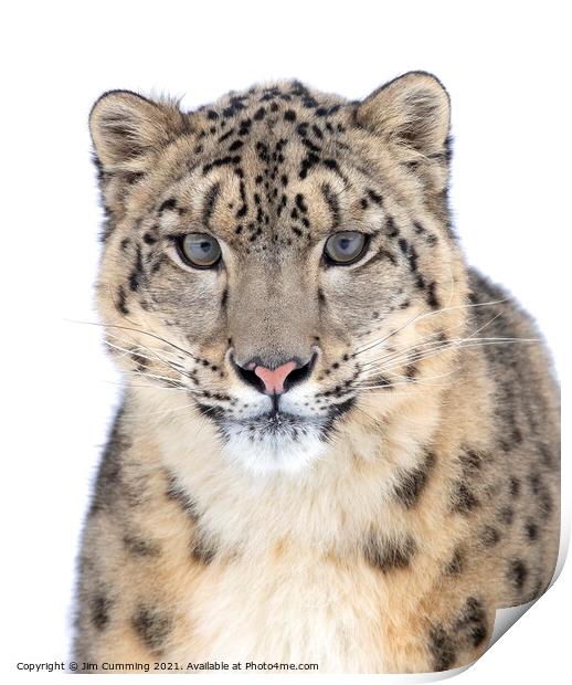 Portrait of a Snow Leopard Print by Jim Cumming
