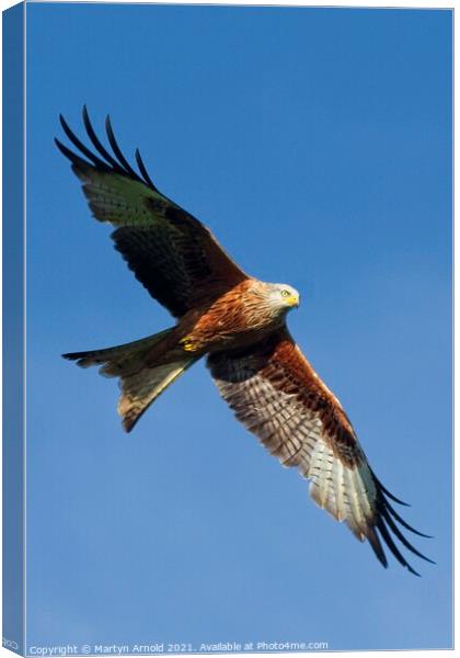 Red Kite in Flight Canvas Print by Martyn Arnold