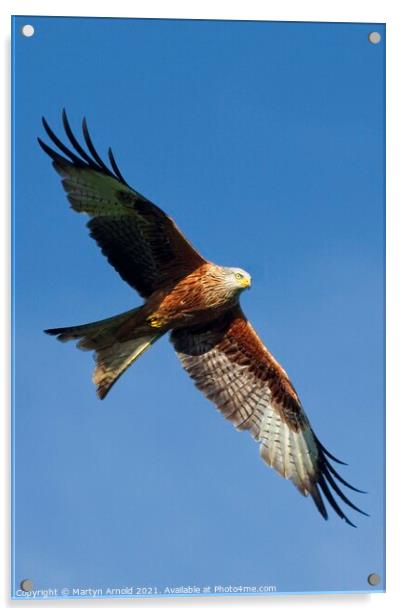 Red Kite in Flight Acrylic by Martyn Arnold