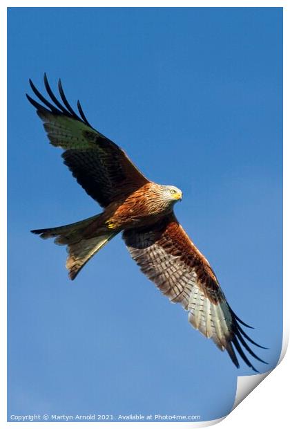 Red Kite in Flight Print by Martyn Arnold