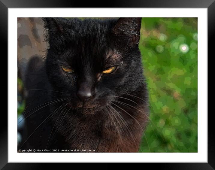 Close Encounter with a Cat Framed Mounted Print by Mark Ward