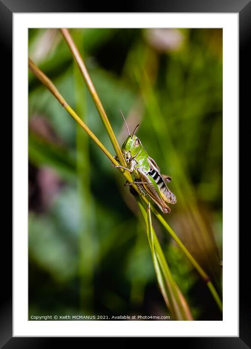 GRASSHOPPER Framed Mounted Print by Keith McManus