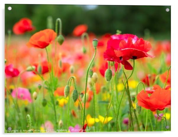 Poppy Garden Acrylic by Angela Cottingham
