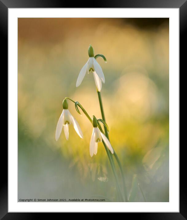 Snowdrop hierarchy Framed Mounted Print by Simon Johnson