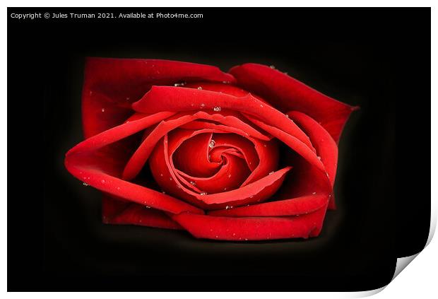 Dewy Red Rose Print by Jules D Truman