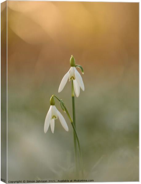 Pair of Snowdrop flowers Canvas Print by Simon Johnson