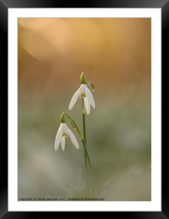 Pair of Snowdrop flowers Framed Mounted Print by Simon Johnson