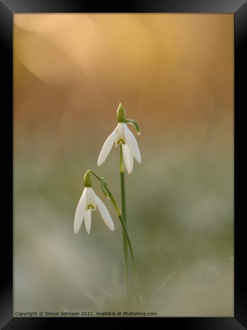 Pair of Snowdrop flowers Framed Print by Simon Johnson
