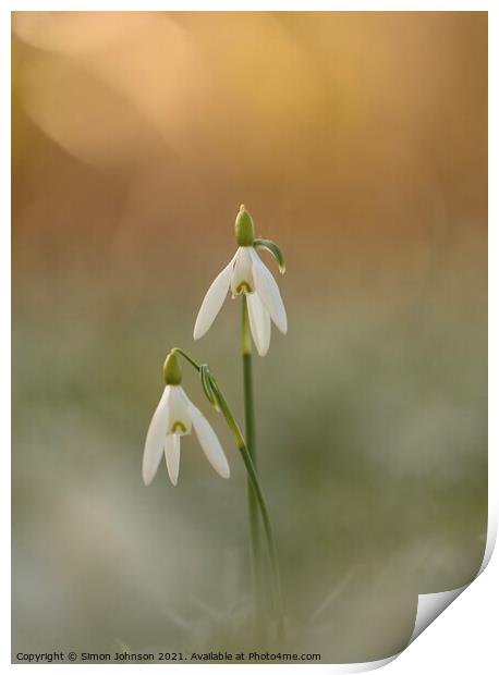 Pair of Snowdrop flowers Print by Simon Johnson