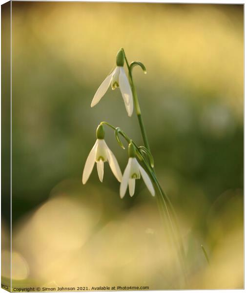 Three Snowdrops Canvas Print by Simon Johnson