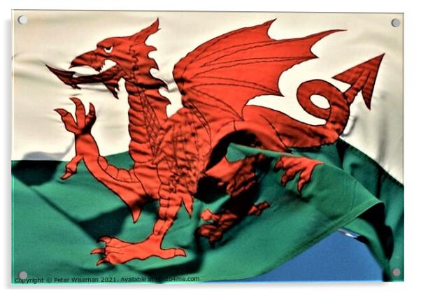 The Welsh Dragon Acrylic by Peter Wiseman
