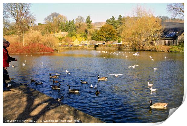 Feed the birds on the River Wye at Bakewell in Derbyshire. Print by john hill