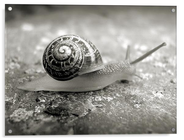 little snail Acrylic by Heather Newton