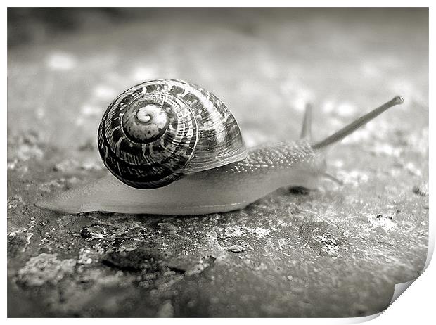 little snail Print by Heather Newton