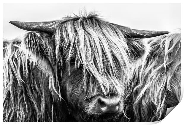 Highland Cow Print by John Frid