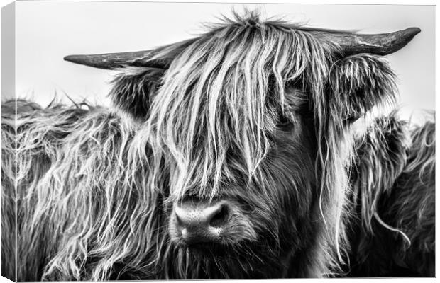 Highland Cow Canvas Print by John Frid
