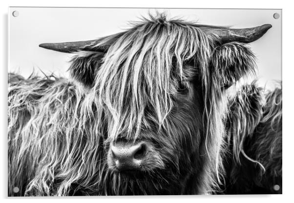 Highland Cow Acrylic by John Frid