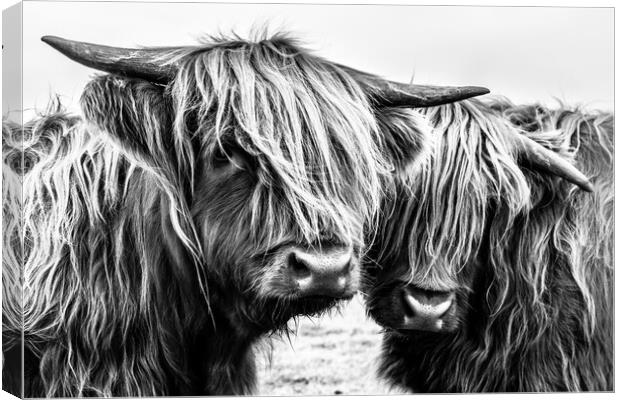 Highland Cows Canvas Print by John Frid
