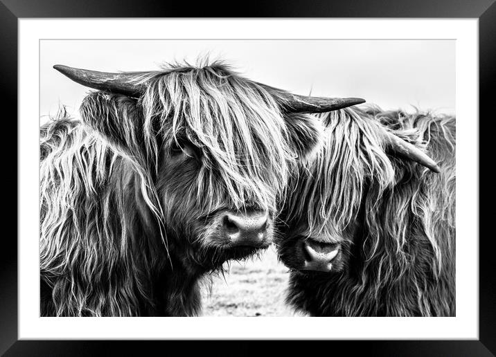 Highland Cows Framed Mounted Print by John Frid