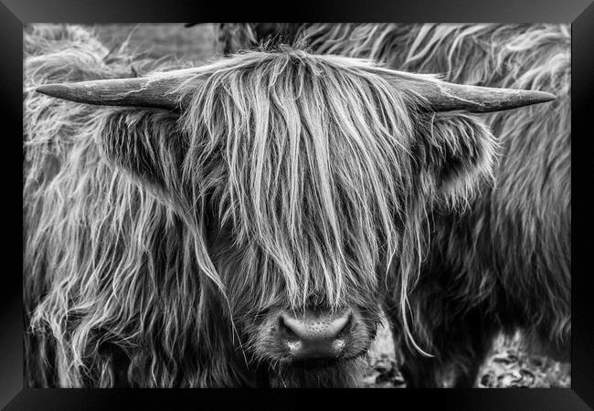 Highland Cow Framed Print by John Frid