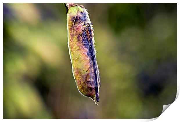 Insect Blue Tailed Damselfly Print by Hugh McKean