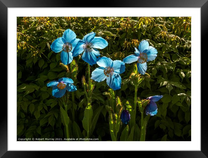 Hymalayan Blue Poppies Backlit Framed Mounted Print by Robert Murray