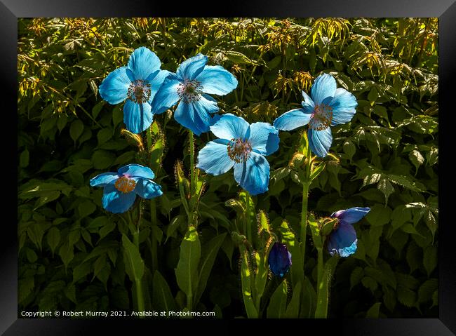 Hymalayan Blue Poppies Backlit Framed Print by Robert Murray