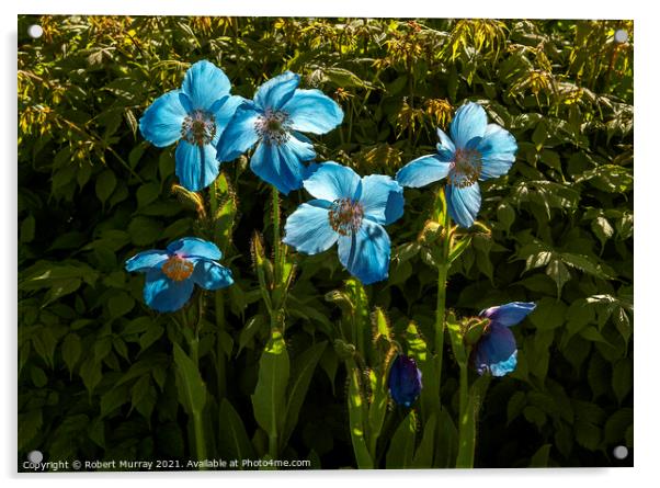 Hymalayan Blue Poppies Backlit Acrylic by Robert Murray