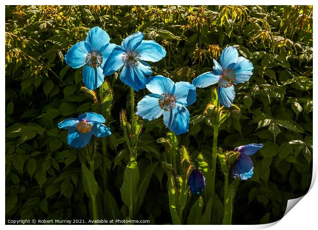 Hymalayan Blue Poppies Backlit Print by Robert Murray