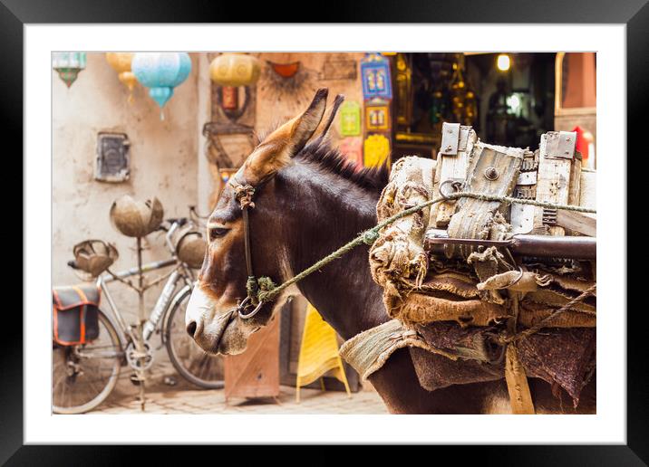 Mule tired up in Marrakesh Framed Mounted Print by Jason Wells