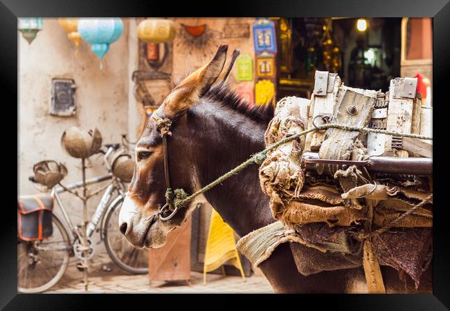 Mule tired up in Marrakesh Framed Print by Jason Wells