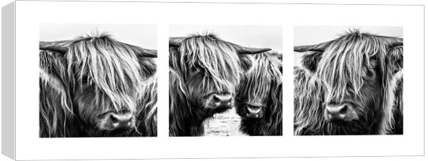 Highland Cows Triptych Canvas Print by John Frid