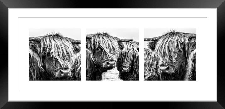 Highland Cows Triptych Framed Mounted Print by John Frid