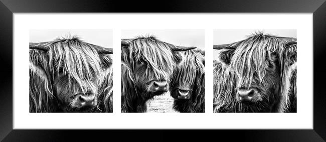 Highland Cows Triptych Framed Print by John Frid